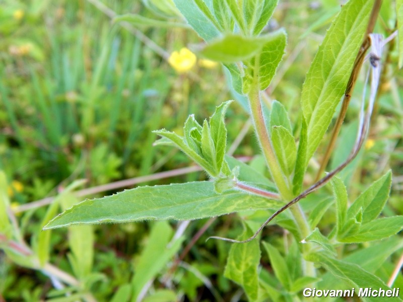 Epilobium hirsutum